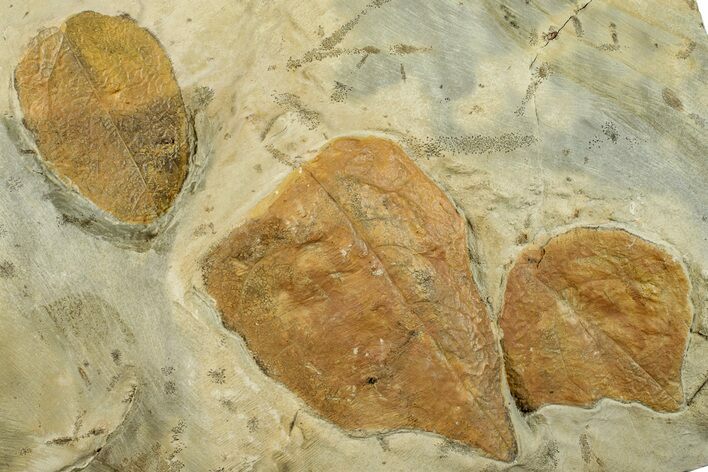 Plate with Three Fossil Leaves (Two Species) - Montana #263035